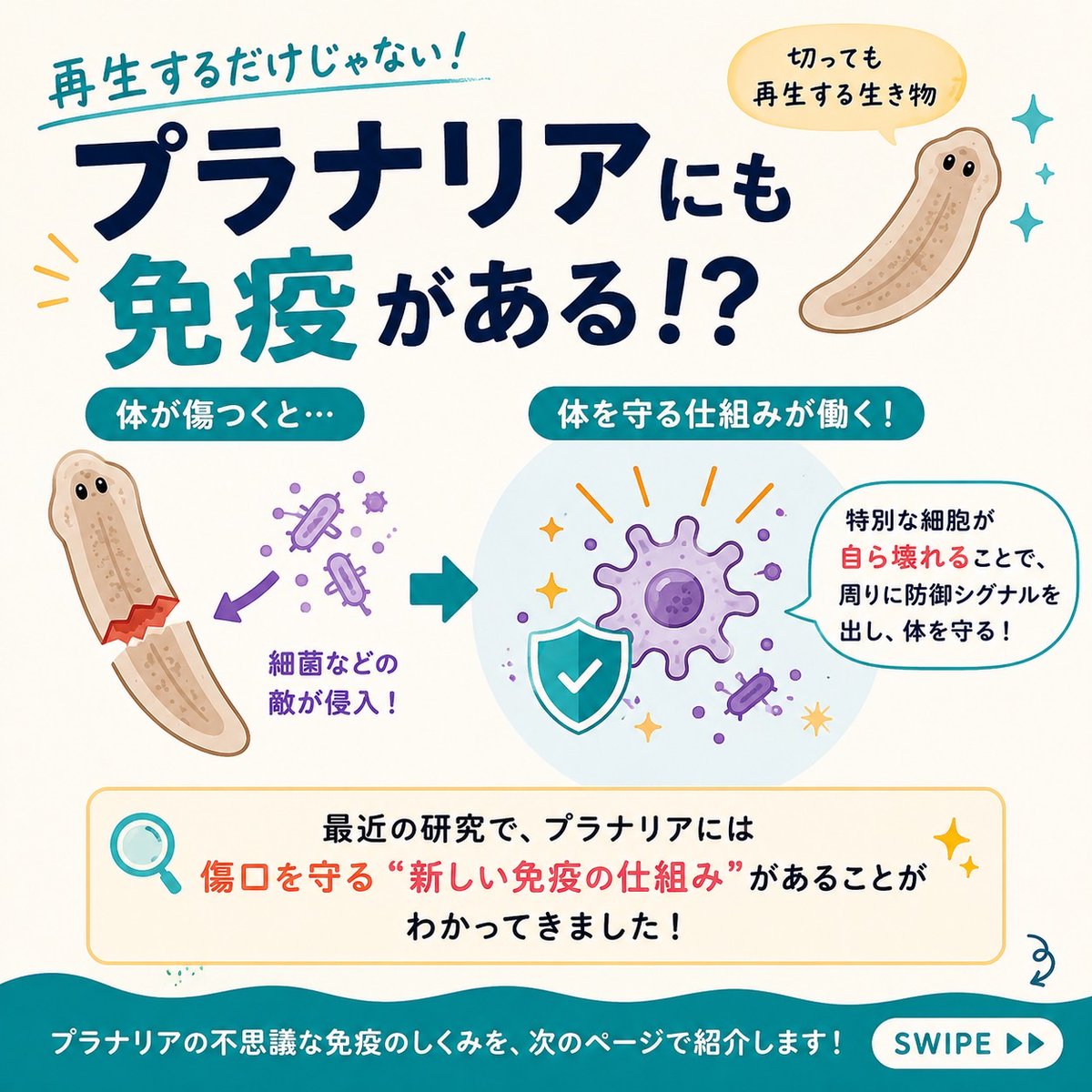 fushigimirai's tweet photo. ＼ 驚異の再生能力だけじゃない！プラナリアの秘密 🧬👀 ／

いつも動画で大人気の愛されキャラ、プラナリア。
動きがかわいいんですよね😍
実は今、免疫の研究者たちの間で「プラナリアがアツい🥳」って知っていましたか？🔥
今回は、最新の研究でわかったプラナリアの凄すぎる免疫の仕組みをご紹介します。画像をスワイプして見てね！👉
🔮 再生するだけじゃない！プラナリアにも免疫がある！？
📄 1枚目：なぜプラナリアを研究するの？
体を切っても元通りになる「再生の名人」プラナリア。でも、再生中って傷口からバイキンが入り放題で超危険なんです。そこを守る「生命共通の免疫の仕組み」が隠されています！
📄 2枚目：プラナリアは体を自分で切って増殖します！
こちらの写真は切れた後の頭の部分とお尻の部分です。
📄 3枚目：えっ！自ら壊れて体を守る！？
体が傷つくと、ある特別な細胞が「自ら壊れる（爆発する）」ことで周りにピンチを知らせ、体を守ることが分かりました。
📄 4枚目：大注目！最新の『ラプトーシス』とは？
細胞が短時間でパンッと破裂するように壊れて、周りの悪い細菌を攻撃する【爆発型】の細胞死、それが「ラプトーシス」です💥
強すぎる攻撃は自分を傷つける諸刃の剣ですが、この命がけのディフェンスシステムがプラナリアの体を守っているんです…！
なんとこの「ラプトーシス」、世界最高峰の科学雑誌『Cell（2026年）』に掲載されたばかりの超最先端の研究なんです！
ちいさなプラナリアの体を調べることで、人間の新しい治療法や、再生医療への大きな一歩につながるかもしれません。
「プラナリアのこともっと知りたい…！」と思った方は、「❤️」を押してくださいね！
#プラナリア #免疫の仕組み #ラプトーシス #自由研究 #免疫ふしぎ未来