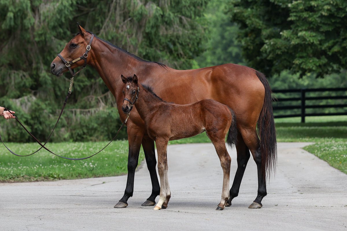 resracingky's tweet photo. Foal Friday featuring:
1: Not This Time x Champagne (IRE) Colt
2: Into Mischief x Happen Colt 
3: Justify x Lilas Canopus (IRE) Colt
4: Complexity x Tabera (GB) Filly

Who’s your favorite from this group? 👀 https://t.co/bkIF0KyzSJ