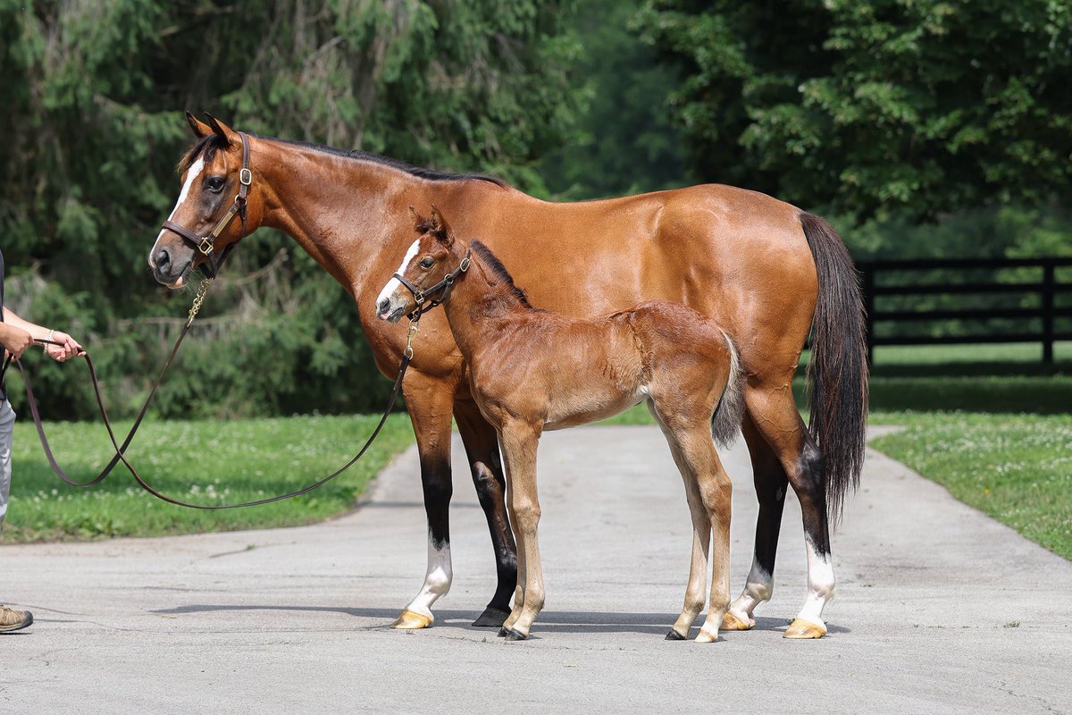 resracingky's tweet photo. Foal Friday featuring:
1: Not This Time x Champagne (IRE) Colt
2: Into Mischief x Happen Colt 
3: Justify x Lilas Canopus (IRE) Colt
4: Complexity x Tabera (GB) Filly

Who’s your favorite from this group? 👀 https://t.co/bkIF0KyzSJ