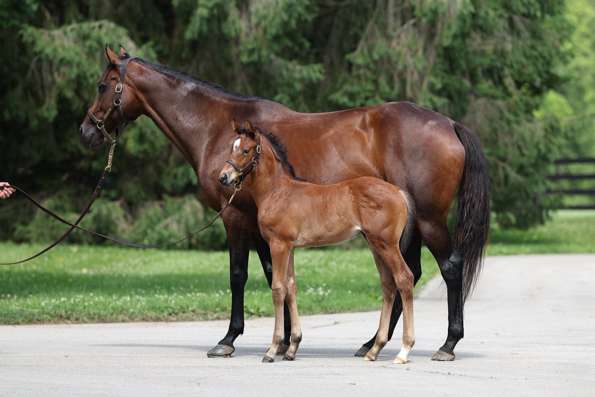 resracingky's tweet photo. Foal Friday featuring:
1: Not This Time x Champagne (IRE) Colt
2: Into Mischief x Happen Colt 
3: Justify x Lilas Canopus (IRE) Colt
4: Complexity x Tabera (GB) Filly

Who’s your favorite from this group? 👀 https://t.co/bkIF0KyzSJ