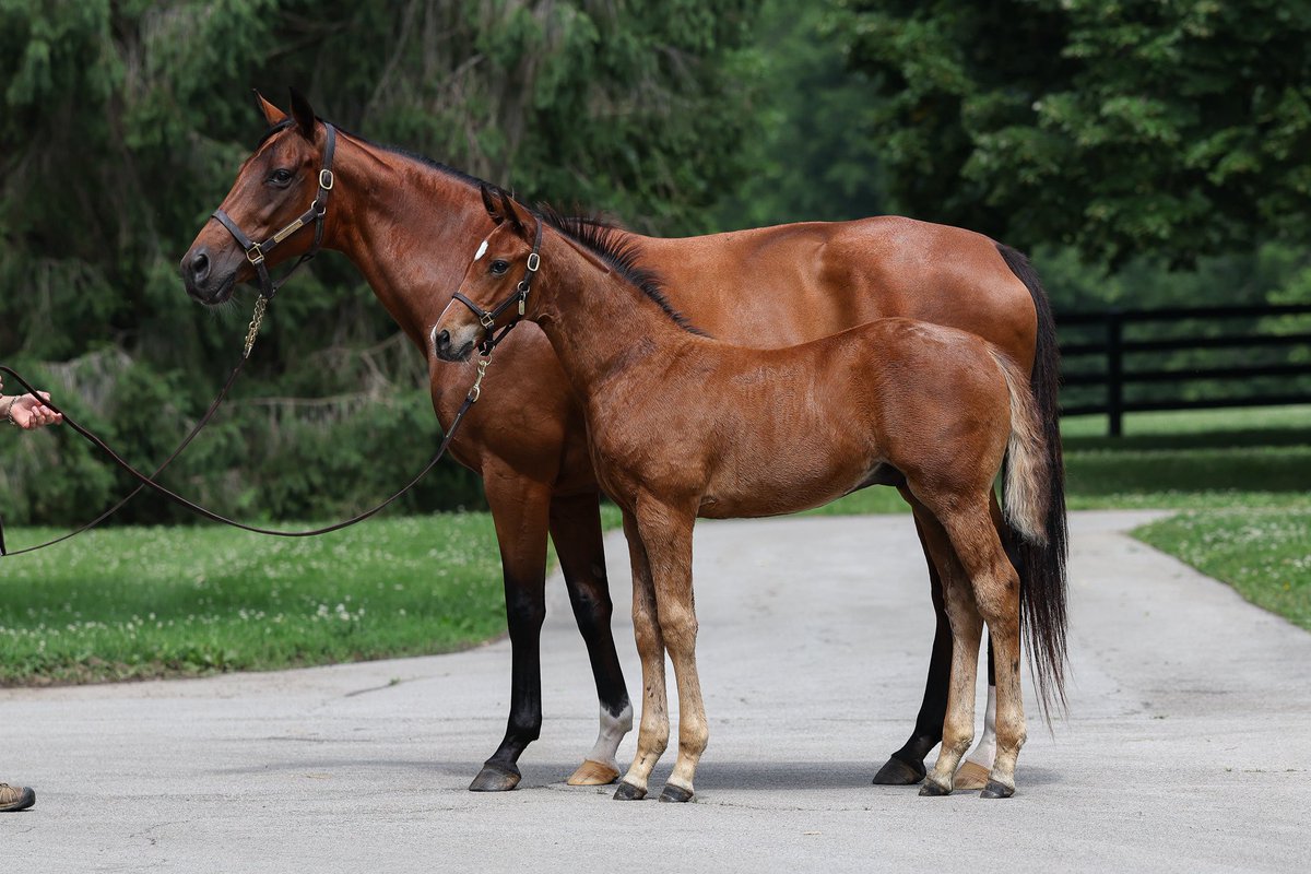 resracingky's tweet photo. Foal Friday featuring:
1: Not This Time x Champagne (IRE) Colt
2: Into Mischief x Happen Colt 
3: Justify x Lilas Canopus (IRE) Colt
4: Complexity x Tabera (GB) Filly

Who’s your favorite from this group? 👀 https://t.co/bkIF0KyzSJ