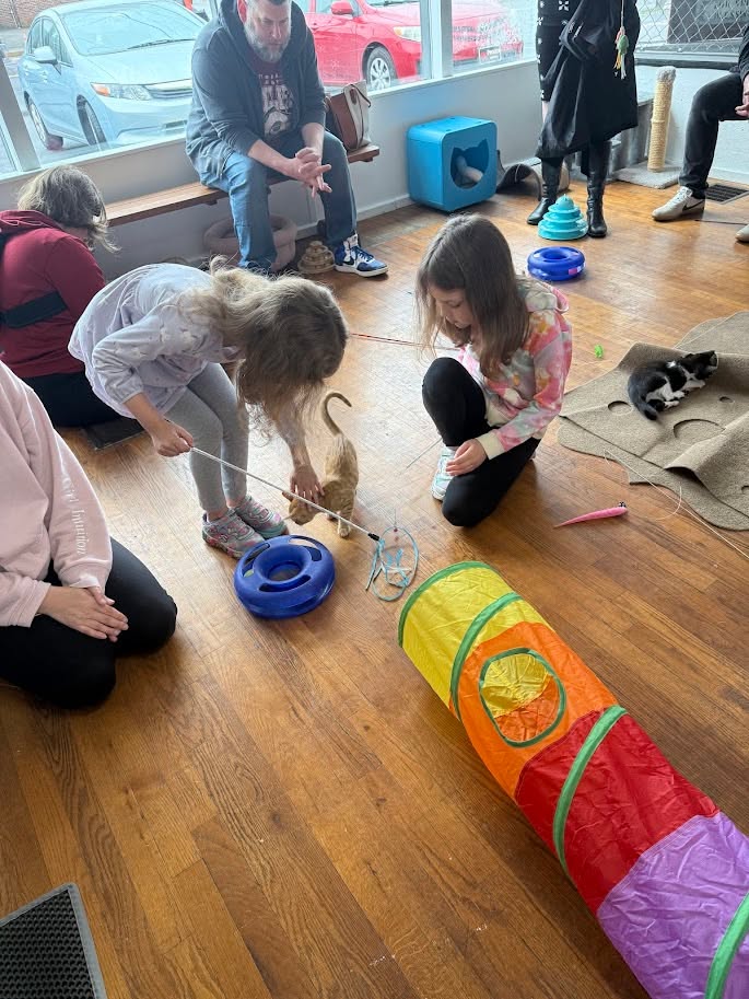 MeWowCatCafe's tweet photo. The playful cats room   ❤❤

#mewowcatcafe #catcafe #catlovers #playtime https://t.co/sLOc4NydyU