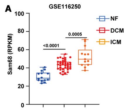CircAHA's tweet photo. Sam68, a stress-activated cardiomyocyte scaffold, drives pathological cardiac hypertrophy by scaffolding Src–STAT3 to induce PDK4 and suppressing cardiomyocyte glucose Oxidation https://t.co/rDrl7YESf2 https://t.co/6aSQNwR2EV