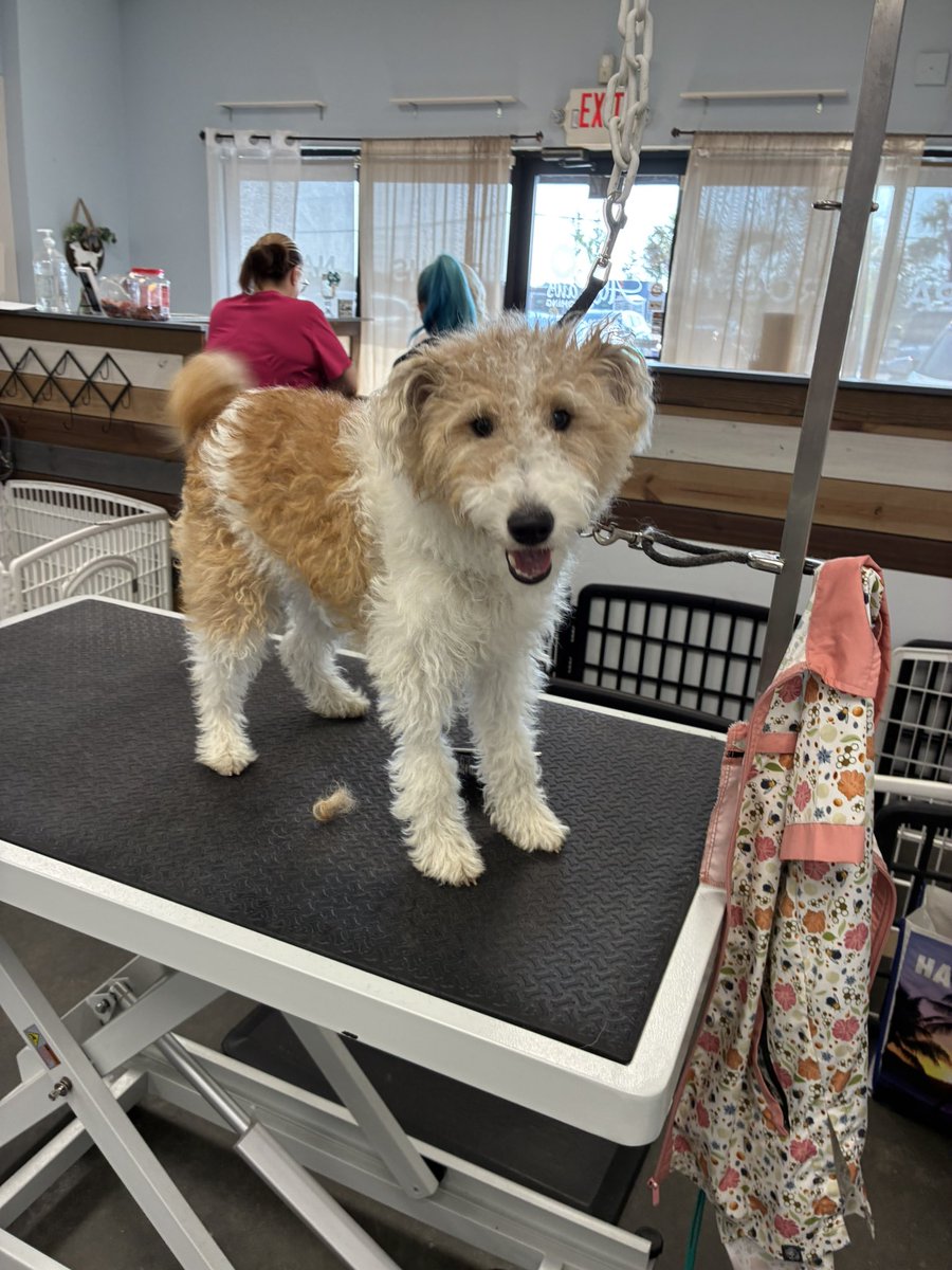 fushimisakis's tweet photo. kicking myself SOOOOO bad for not taking a pic once she was fully done but i got a new wire fox terrier puppy who was super overdue for her first strip and she did SOOOOOO GOOD!!!! shoutout to ruby ilysm https://t.co/aGD50OBJU2