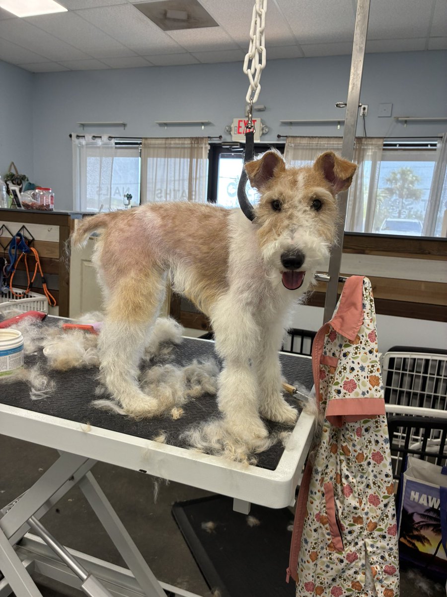 fushimisakis's tweet photo. kicking myself SOOOOO bad for not taking a pic once she was fully done but i got a new wire fox terrier puppy who was super overdue for her first strip and she did SOOOOOO GOOD!!!! shoutout to ruby ilysm https://t.co/aGD50OBJU2