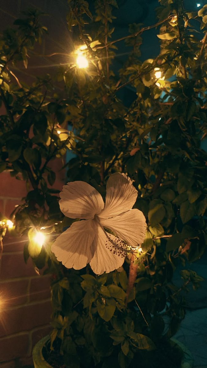 aestheticpost's tweet photo. Golden hours that linger after the sun has gone. https://t.co/dd8TLLWTlv