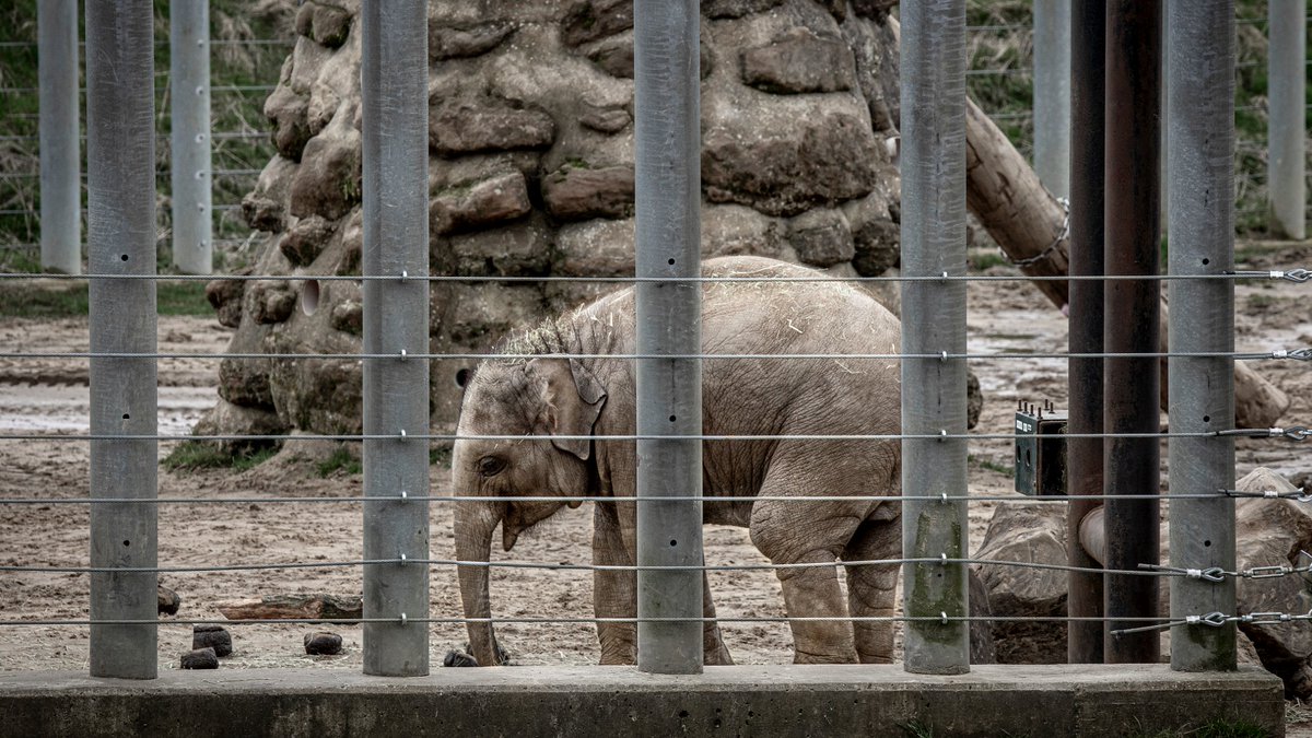 BornFreeFDN's tweet photo. Whipsnade Zoo has announced the birth of an endangered Asian elephant, calling it “real hope for the future”. But for Born Free, this is no cause for celebration. Another calf born into captivity reminds us of Pole Pole, who died at London Zoo in 1983. 
👉 https://t.co/0F4HQ8oYtp https://t.co/z9f77vb0Bw