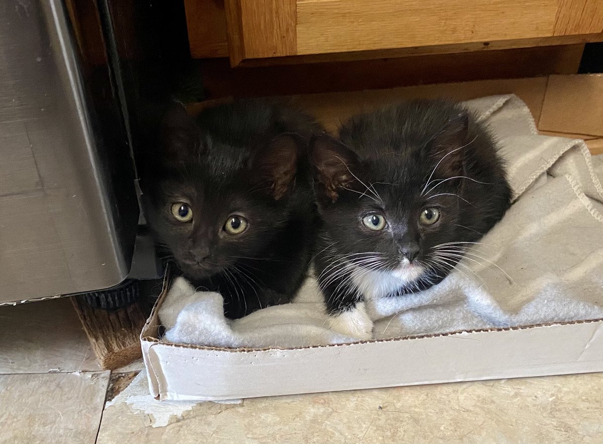gothmarrow's tweet photo. @idkdenxero yes! they’re sisters from the same litter c: https://t.co/pJioxNsJgI