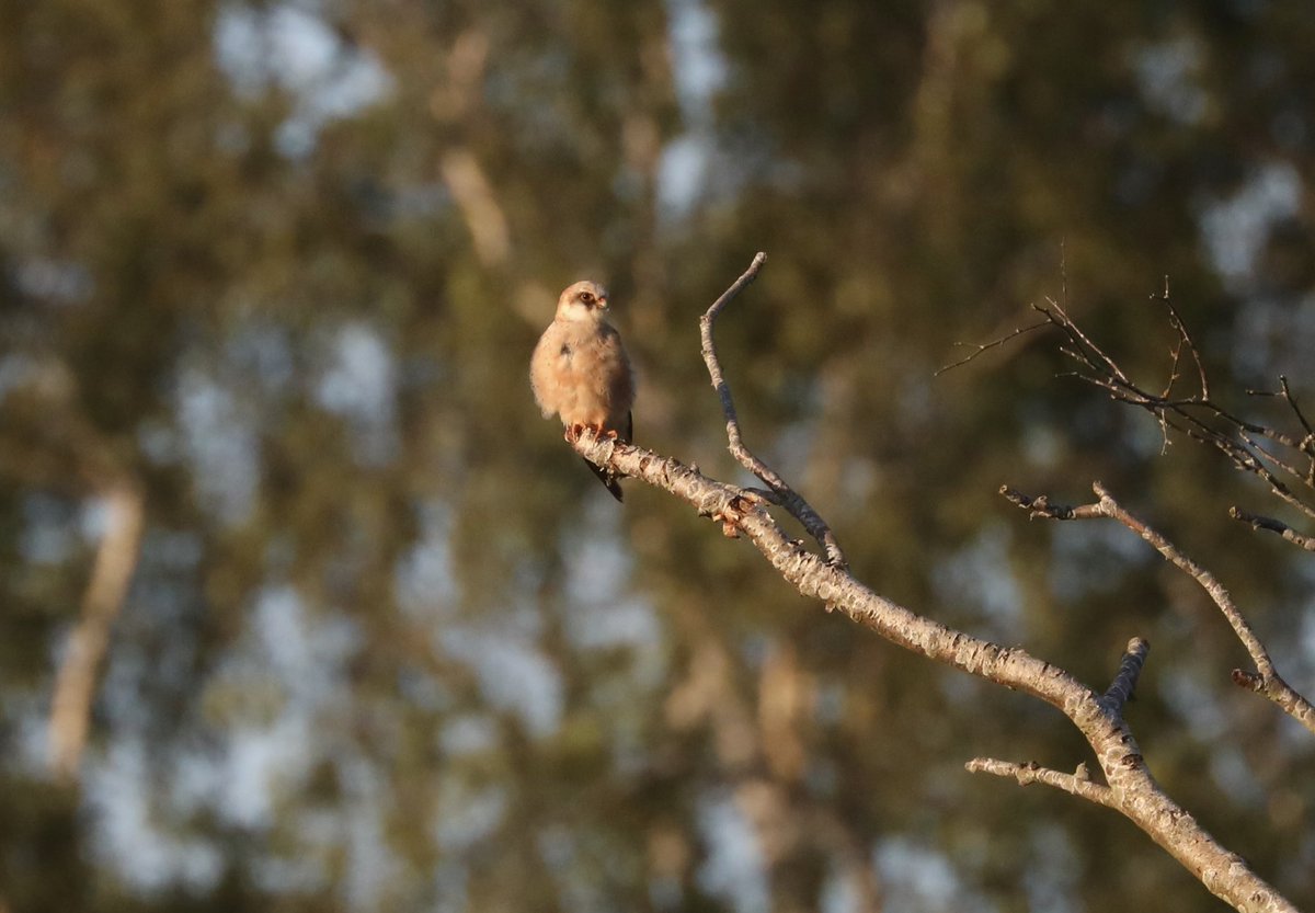 TimAOakes's tweet photo. Red-footed Falcon at Westleton this evening. https://t.co/yUnzE0Y3Dv