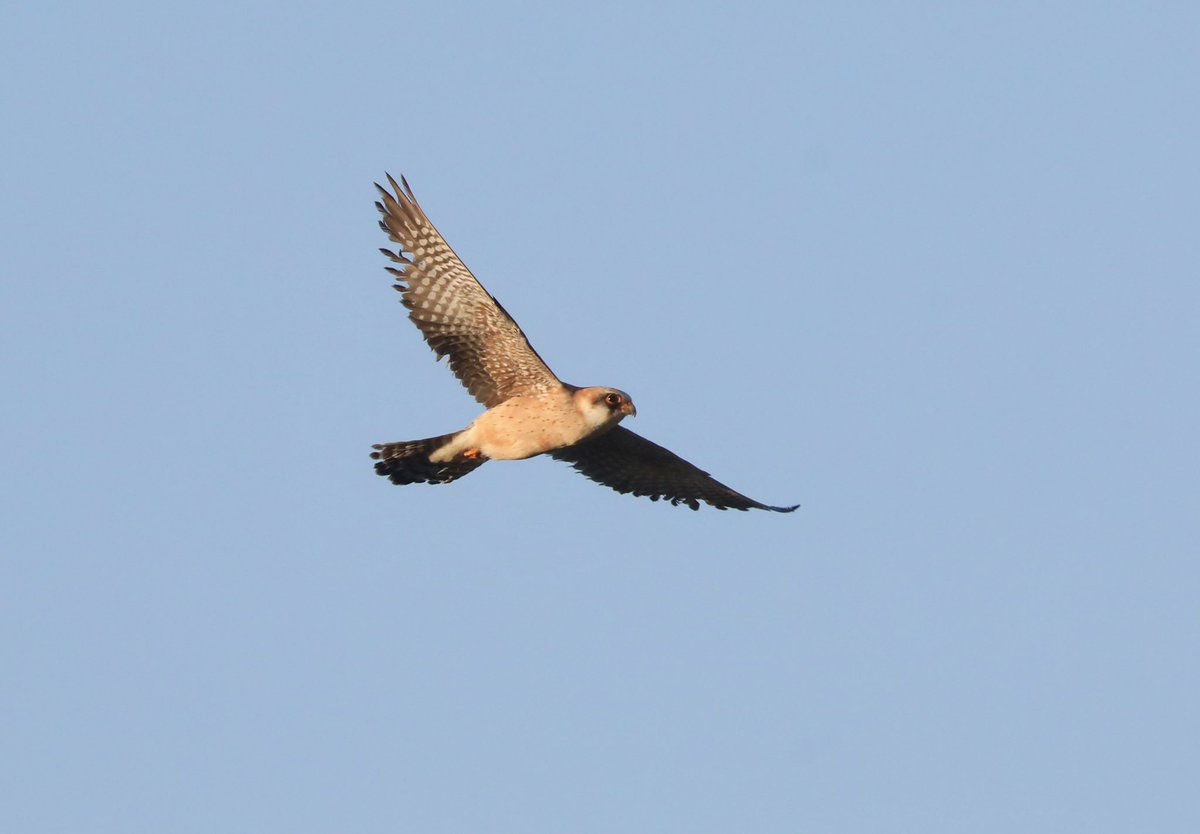 TimAOakes's tweet photo. Red-footed Falcon at Westleton this evening. https://t.co/yUnzE0Y3Dv