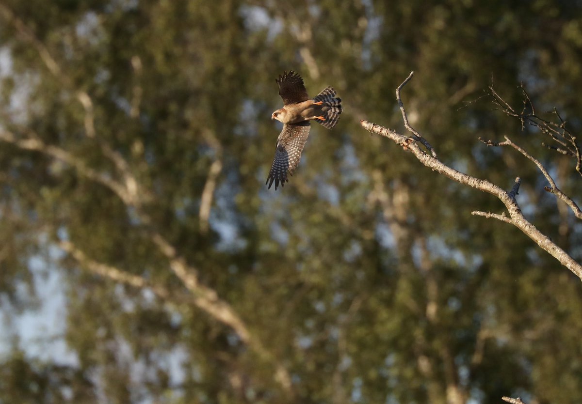 TimAOakes's tweet photo. Red-footed Falcon at Westleton this evening. https://t.co/yUnzE0Y3Dv