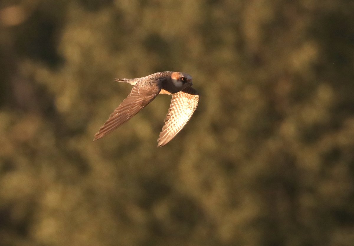 TimAOakes's tweet photo. Red-footed Falcon at Westleton this evening. https://t.co/yUnzE0Y3Dv