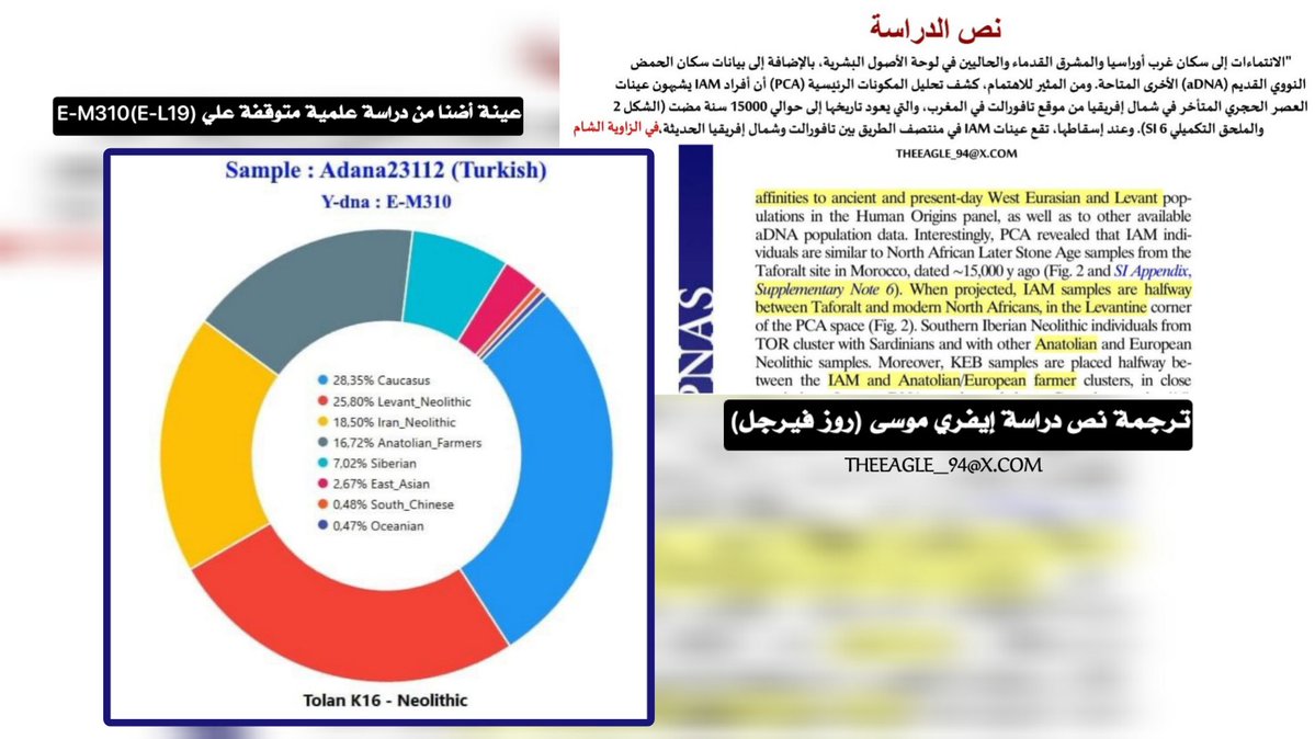 THEEAGLE_94's tweet photo. مابين المُعطيات الأثارية ونتائج المعاصرين هناك مفارقة مثيرة للجدل لاطالما حاول البعض (غض البصر عنها) 

مابين عينة أضنا ورفاة إيفري موسى الموجبة للـE-L19 والسالبة للـ(E-M81) هناك توافق مثير للأهتمام. 

.
.
.
يــتـــبـــــــع ⬇️ https://t.co/XX7stmTpcq