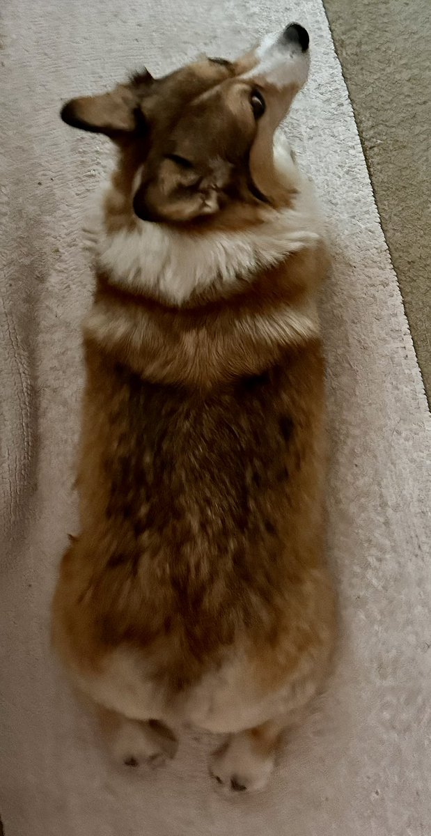 WinstonCorgiDog's tweet photo. Yay It’s Friday!☀️🐶✌🏻 Hope You’re All Well and Having an Excellent End to the Week Furiends!💕 Much Peace &amp; Many Blessings💌❤️ #corgi #drumstick #sploot #happy #cute #fun #dog https://t.co/3lhHfGhMTf