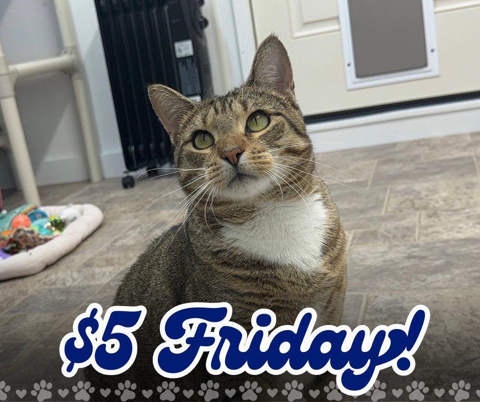 BlindCatRescue's tweet photo. 🐾It's $5 Friday!🐾

Will you help the blind, FIV+, and FeLV+ cats with a donation for their $5 Friday Fundraiser? Every donation helps & is so appreciated! Right now, $5 Friday donations go to our New Building Fund!

Donate here: https://t.co/6ueOUzifi9

Thank you so much for loving the kitties! 💙