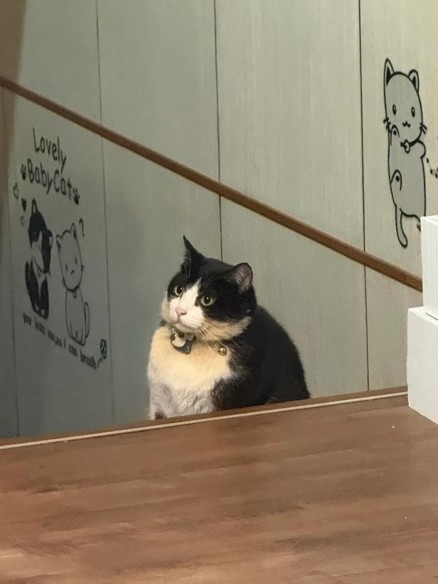 itsme_urstruly's tweet photo. I thought it was a penguin, but it turned out to be a cute chubby cat 😂 https://t.co/mSZJtG1psC