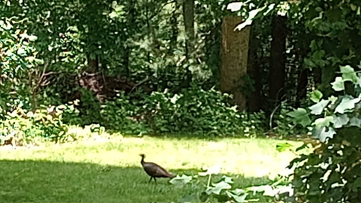 Billy5987's tweet photo. Turkey 🦃 chillin in the Shade on a hot 🥵🥵 Day in the "💙"Blue Ridge Mountains 🇺🇸🙏💯😎 https://t.co/SbdsgLxswP