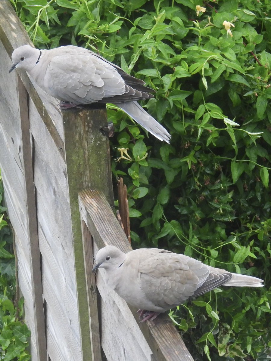 Palumbus_Pics's tweet photo. Dove pair on the fence #collareddove https://t.co/n8d8lwK4BV