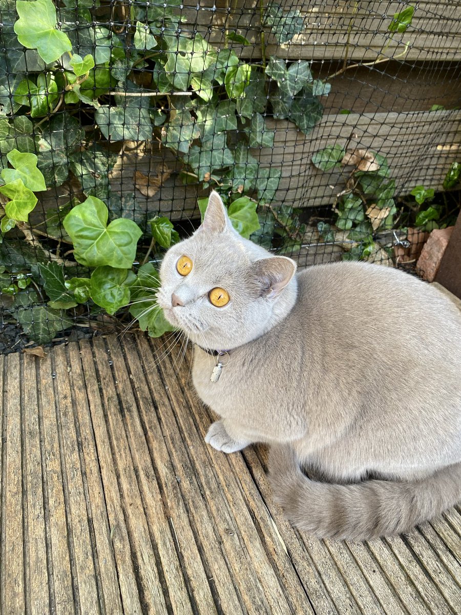 teach_lol's tweet photo. 🙀; bi kuş gördüm sanki! bakışı 😅 https://t.co/U417dkZyw1
