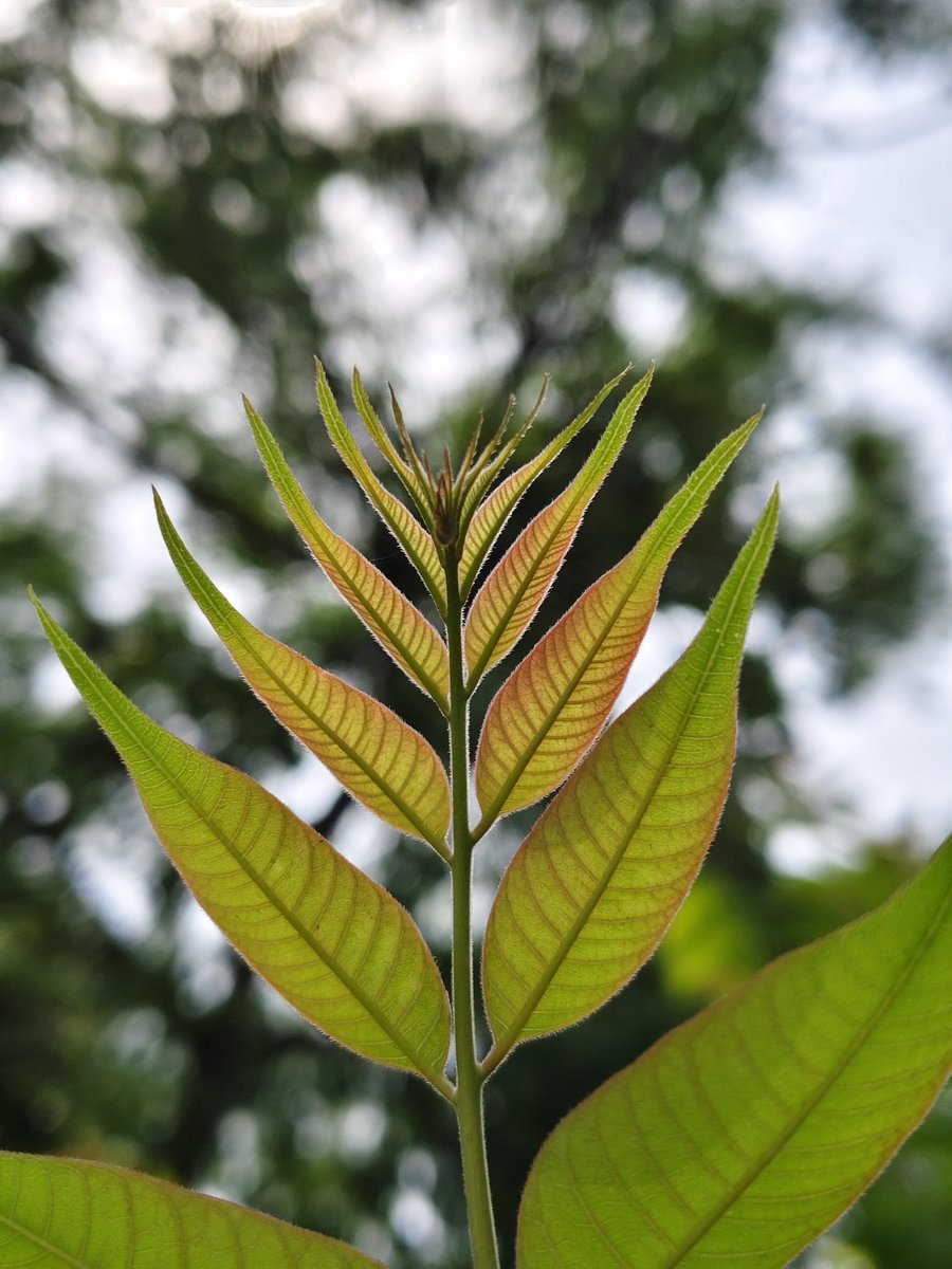 Naturehacker20's tweet photo. Finding beauty in the details. 📸🍃 Shot On Vivo V50 @Vivo_India #ShotOnSnapdragon @Snapdragon @Snapdragon_IN https://t.co/EBApErNNLZ