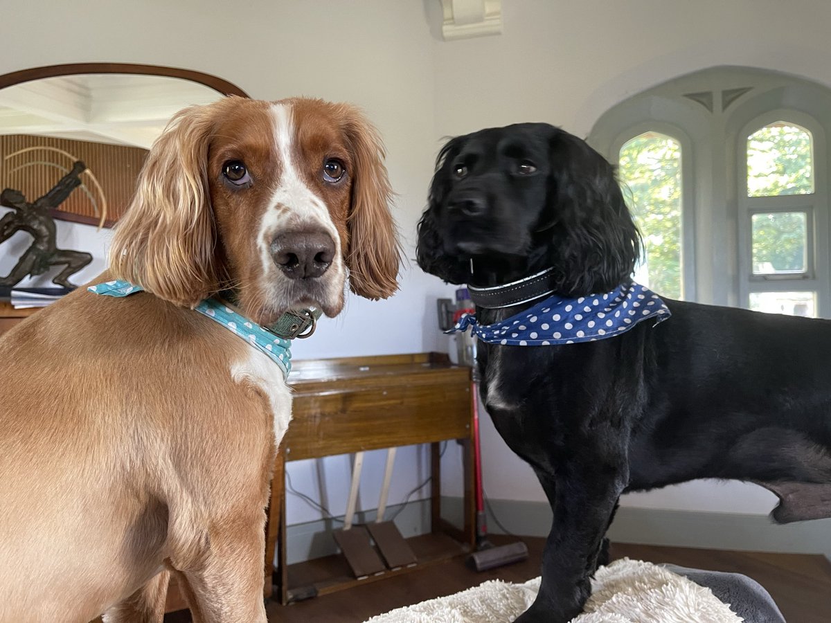 Will_Fuzz's tweet photo. Syd and Ozzy keeping their eyes and ears open. https://t.co/HswADvkJYj