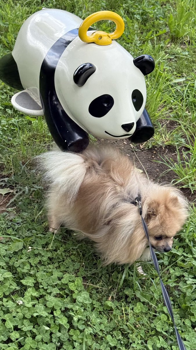 joypopz's tweet photo. パンダに食べられちゃいそうなポメラニアンです🐶 https://t.co/EZEs5vZJRM