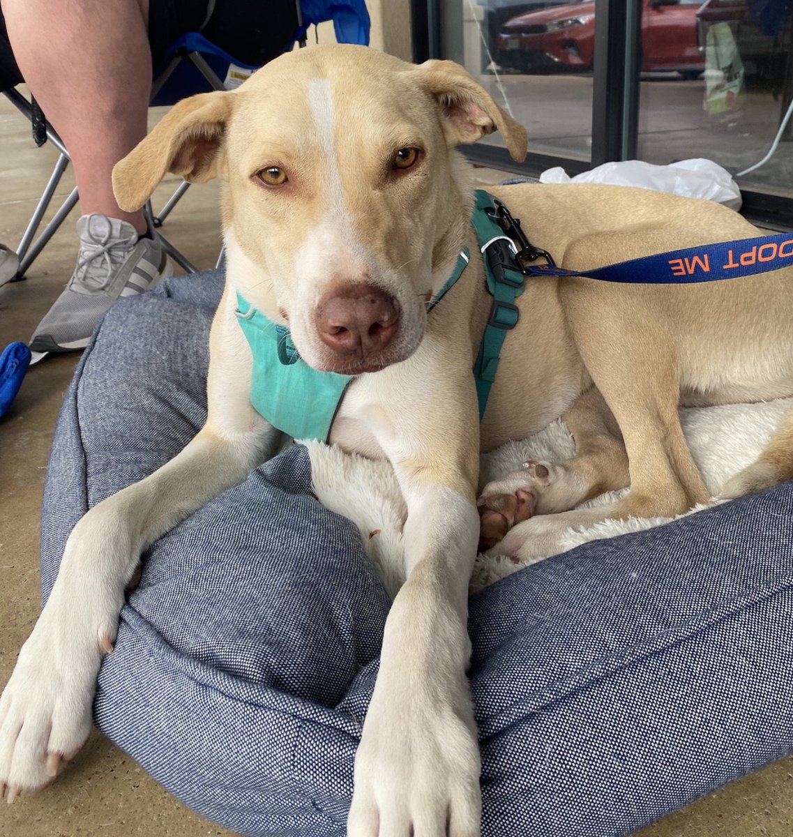 readlarrypowell's tweet photo. For Friday we star-gaze, consider Straydog Inc.'s adoptables -- that's Jiffy -- and marvel over the Greyhound Adoption League of Texas' rescue in Australia dogs! https://t.co/rUnVpVmQoq https://t.co/Gp4PAbZe6Q