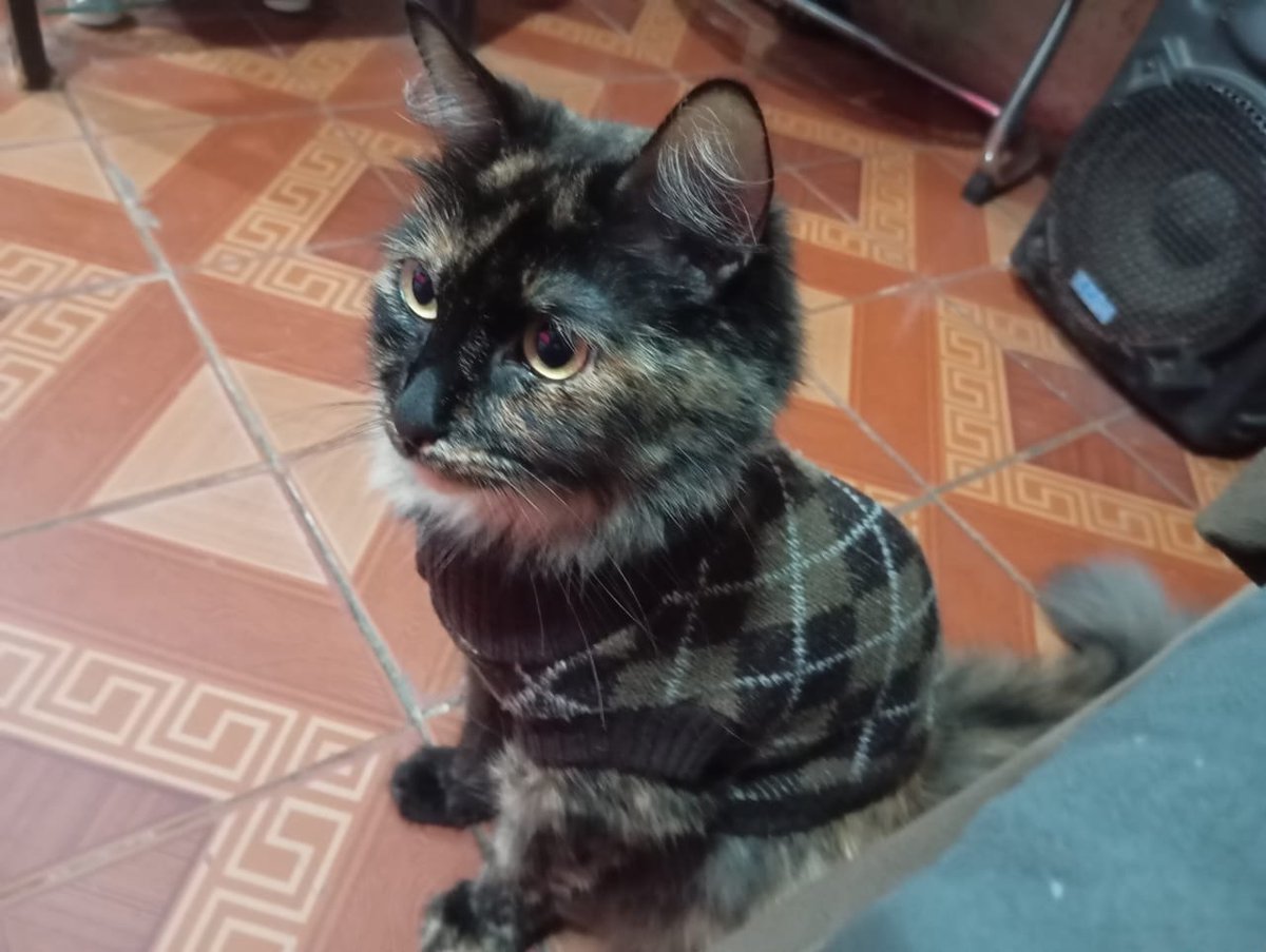 mikeyuei's tweet photo. gata de suéter https://t.co/te6LXycTpA