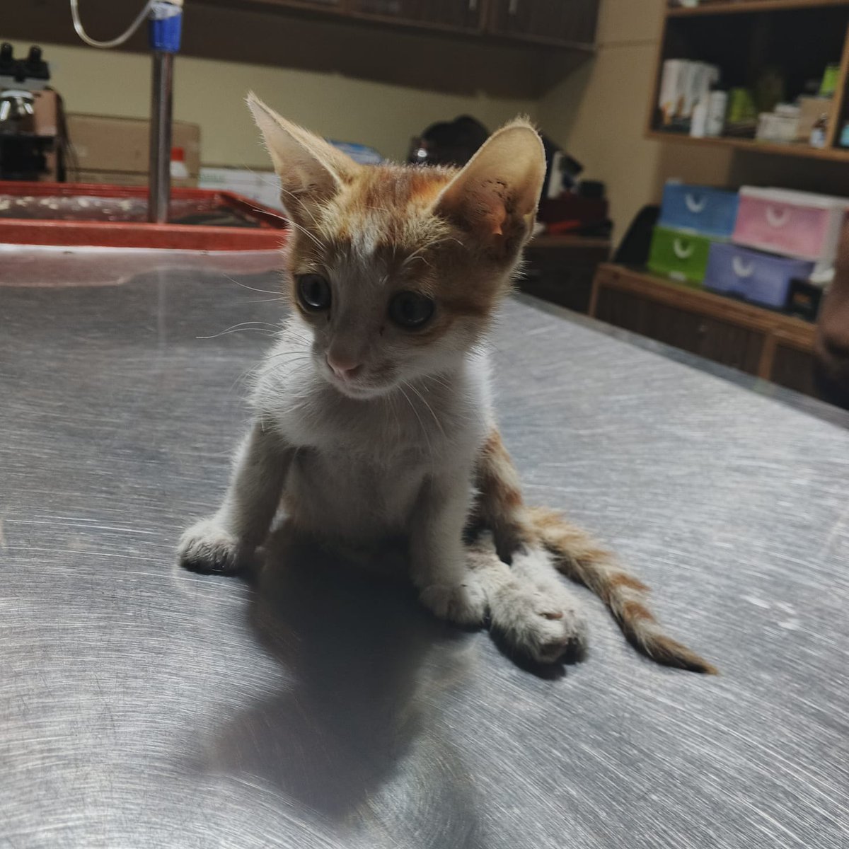 tws_pk2's tweet photo. Donations have been a real struggle this month 😢. With so much culling occurring we thought we would get more support but it's been quite the opposite. We have so many rescues such as Blanco and Chester but not received any help towards their treatment  https://t.co/3C00sBRM9n https://t.co/sorys2uzp9