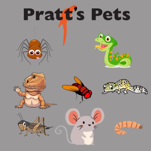 PrattsPets_EM's tweet photo. Your Pets Called...
They're hungry! 🦎🐍🐸
We've got feeder rodents, crickets, worms, and fruit fly cultures ready for feeding time. 
Call us at 623-544-1544 with any questions! https://t.co/innk9kAkGJ