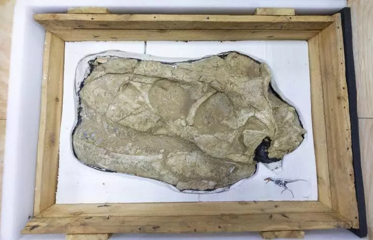 PaleontologieFr's tweet photo. La Mongolie🇲🇳 rapatrie des #fossiles de #dinosaures après 13 ans de bataille juridique.⚖️
Un rare squelette ainsi qu'une collection de #fossiles avaient été exportés illégalement avant d'être saisis par la France, ont indiqué les autorités mercredi.
https://t.co/eYGs3EsvFT https://t.co/K2cSkAxUYb