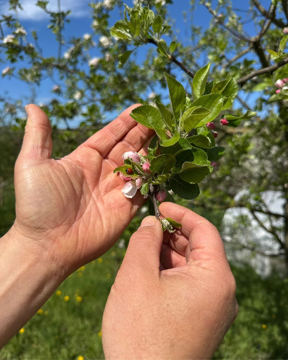 VereinMut's tweet photo. 🌱 Aus unserem #StadtLandMUT-Projekt wächst etwas Besonderes: Rund 1 Hektar neue Streuobstwiese in Niederösterreich! 🍎✨

Zwischen Obstbäumen, Sträuchern, Kräutern und Gemüse entsteht ein wertvoller Lebensraum für Tiere, Pflanzen und Menschen. 🌿💚 https://t.co/Zg0QldpSgx