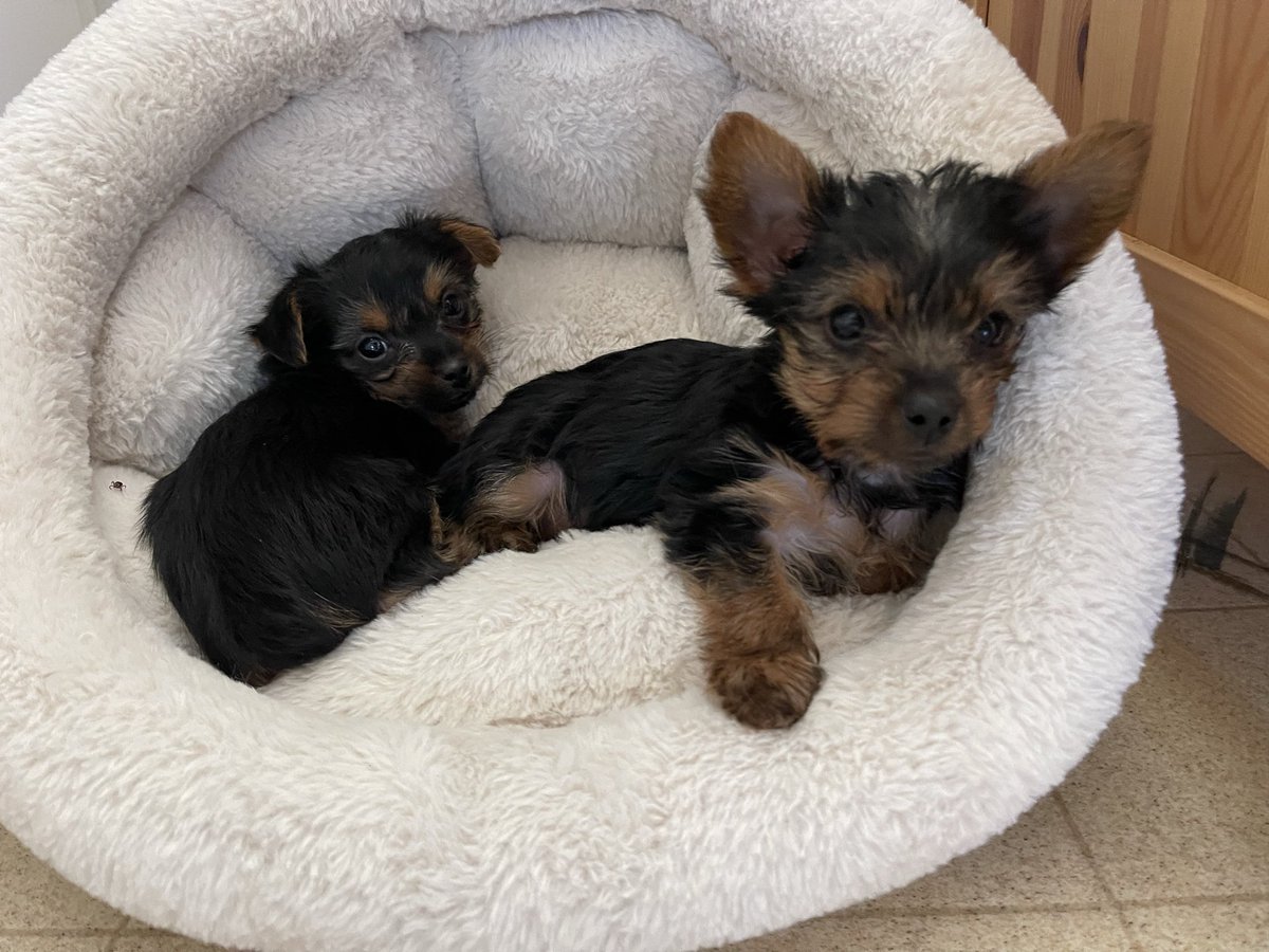 FoxDenCompanion's tweet photo. CAN YOU BELIEVE THIS?

These little furballs are now 9 weeks old, and somehow they still haven’t found their fur-ever families. 🐾❤️

Maybe their people just haven’t seen them yet.

If neither of these adorable babies is YOUR pup, please share so their people see this! https://t.co/nGN07fx5JL