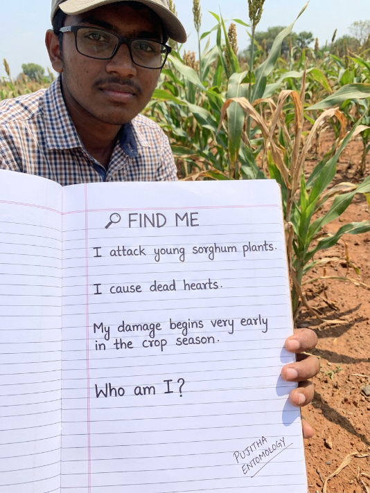AnkaPujitha_S's tweet photo. ๐ FIND ME
I attack young sorghum plants.
I cause dead hearts.
My damage begins very early in the crop season.
Who am I? ๐พ
#pujithaentomology #Entosphere #Agritej #ShootFly #Sorghum #CropProtection #Entomology https://t.co/sA35fx5rZK