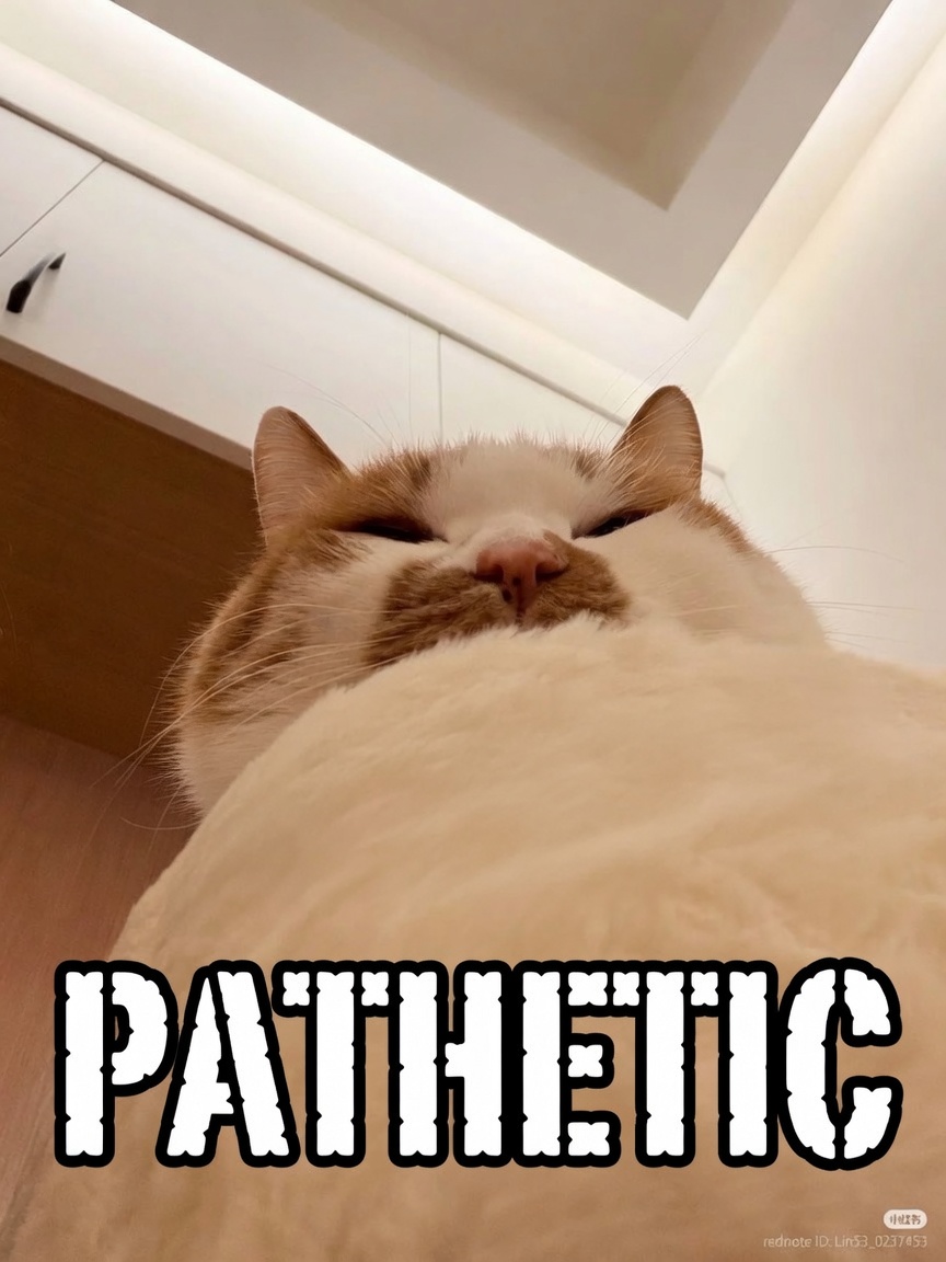 Rando_Xr's tweet photo. @nocontextscats https://t.co/JH3Vrlcfwf