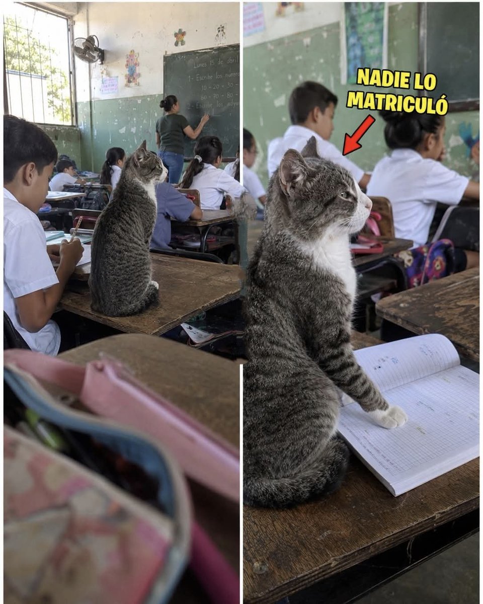 Snoow_Ball_06's tweet photo. En ese colegio hay un pupitre que lleva dos años ocupado por un alumno que no aparece en ninguna lista 🐱

Profe llegó una mañana por la ventana del salón de tercero, se acomodó en un pupitre vacío de la segunda fila y se quedó toda la jornada como si llevara años matriculado.

La profesora Marta lo sacó las primeras veces. Él volvía a entrar por la misma ventana antes de que ella llegara al tablero.

Al mes se rindió.

Ahora el gato llega antes que los niños, se sienta en su puesto y no se mueve en toda la clase. No maúlla, no se pasea por los pupitres, no toca las loncheras. Solo asiste.

Los niños le pusieron Profe porque mira el tablero con más atención que varios del salón, y cuando alguien hace mucho ruido, voltea a mirarlo despacio hasta que se calla.

En diciembre los de quinto le hicieron su propio diploma y la rectora lo firmó de verdad.

¿En su colegio también había un animal que era de todos? 😂