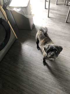 millypod1's tweet photo. MOLLY CAUGHT SAFE. THANKS FOR RT's 😊🐕🐾
🆘20 MAY 2026 #Lost Molly #ScanMe
YOUNG Pug Cross Pugapoo Female #PUPPY
Roebuck Drive #Gosport #Hampshire #PO12 https://t.co/6KxjIxtvkT https://t.co/IEAbFdIzeX