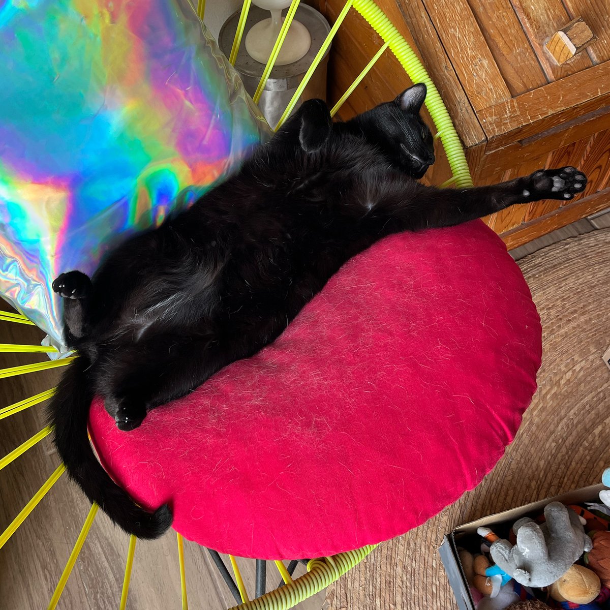 donmorado's tweet photo. Viernes. ⚡️🐈‍⬛🖤

#Bostezito y a #mimir otra vez. https://t.co/LCWjouGVM7