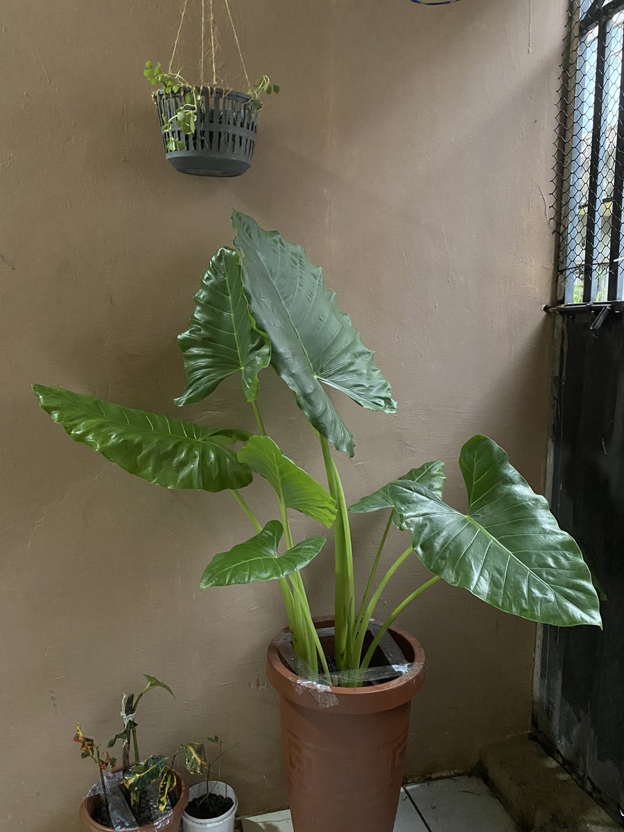 DesgustingRat's tweet photo. Sim mudei de cabelo pra combinar com as minhas plantinhas 🤩 https://t.co/j4uug8EtZU