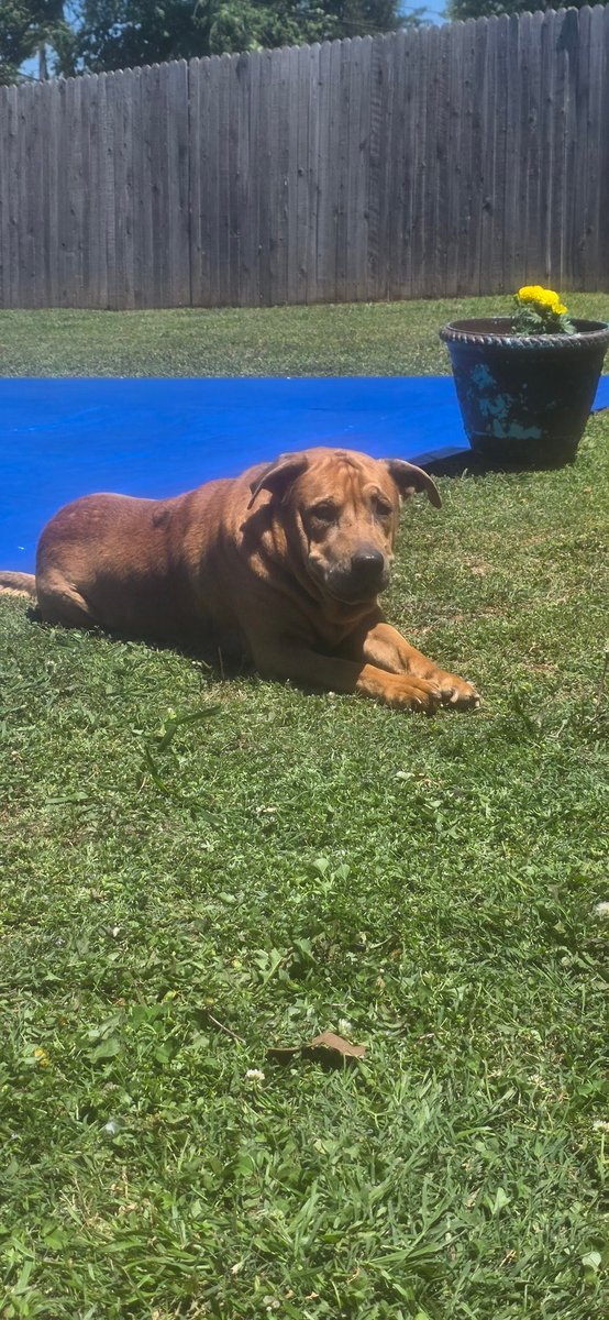 GaroldofOld's tweet photo. @PillowHoney Monster is old, but loves to soak up the sun. 😂 https://t.co/5iCmQ080A7