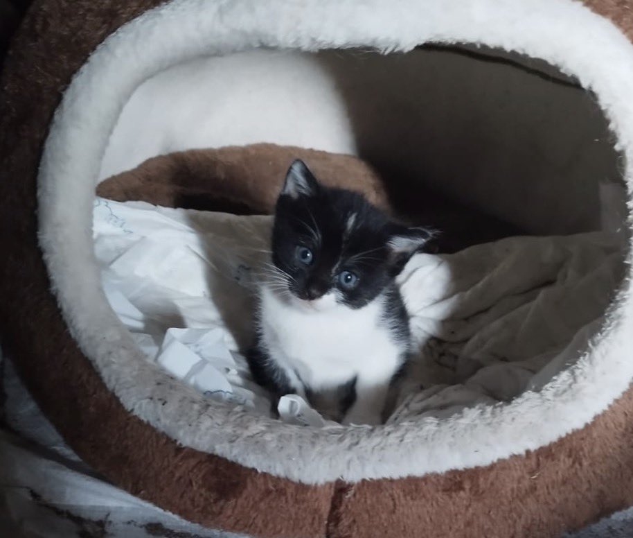 Abeiroanimal's tweet photo. Uri e Nala buscan fogar.
Estes pequenos apareceron abandonados e agora buscan familia para sempre.
A persoa que os atopou non podía quedar con eles porque xa ten varios. Aínda así, está facendo un enorme esforzo e quedará coa nai que apareceu en moi mal estado e necesitaba axuda https://t.co/bRsa9FXpyT