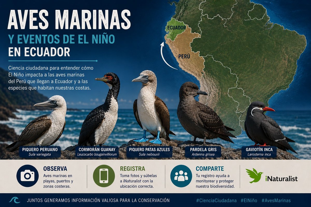 PatricioTamariz's tweet photo. @alfredovelazco @FranklinOrmaza1 @hombredeltiempo Este mes deberíamos ya observar aves marinas peruanas. Bioindicador importante del desarrollo de El Niño. En 2023 miles murieron por falta de alimento provocados por el calentamiento del océano. #ElNiño #AvesMarinas #PacíficoOriental #Ecuador #Perú @MdqSeabirds @UIEMAvesMarinas https://t.co/fPie0pkaEx