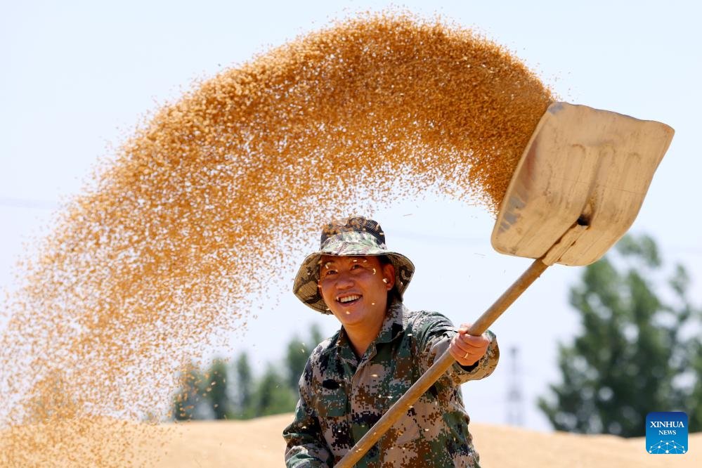 AmbXieFeng's tweet photo. Across China, the summer harvest is in full swing. Modern machinery, smarter farming and better land use are helping farmers bring in stronger yields. From staple grains to local specialties, villages across China are painting a vibrant picture of harvest, vitality and hope. https://t.co/FpLc6X26x1