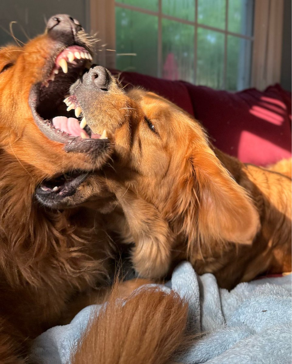 TheGoldenRatio4's tweet photo. Sisterly love is strong up at GR North 🤎🤎 https://t.co/rvADUckLqD
