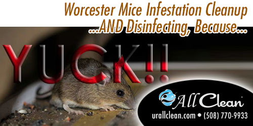 urallclean's tweet photo. Gross. Just plain gross. Mouse droppings in the house/garage/basement, or worse… inside kitchen cabinets!! YUCK!!  Wherever these little pests have been, we are primed to get that space back to normal... better than normal. MORE: https://t.co/c9pMhKC9ya #housecleaning https://t.co/ZZywx09toN
