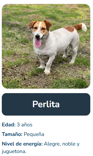 Ingeniebrita's tweet photo. El mejor mensaje de todos: adoptar es un acto de amor, pero también un compromiso para TODAAAAAAAA la vida ❤️🐾 

Antes de tomar la decisión, conozcan toda la información en https://t.co/TrcOt896KH #AdoptaUnGanador @Gabricaco 

Si adoptan a Perlita no se arrepentirán jamás. https://t.co/0KN81rQj7D