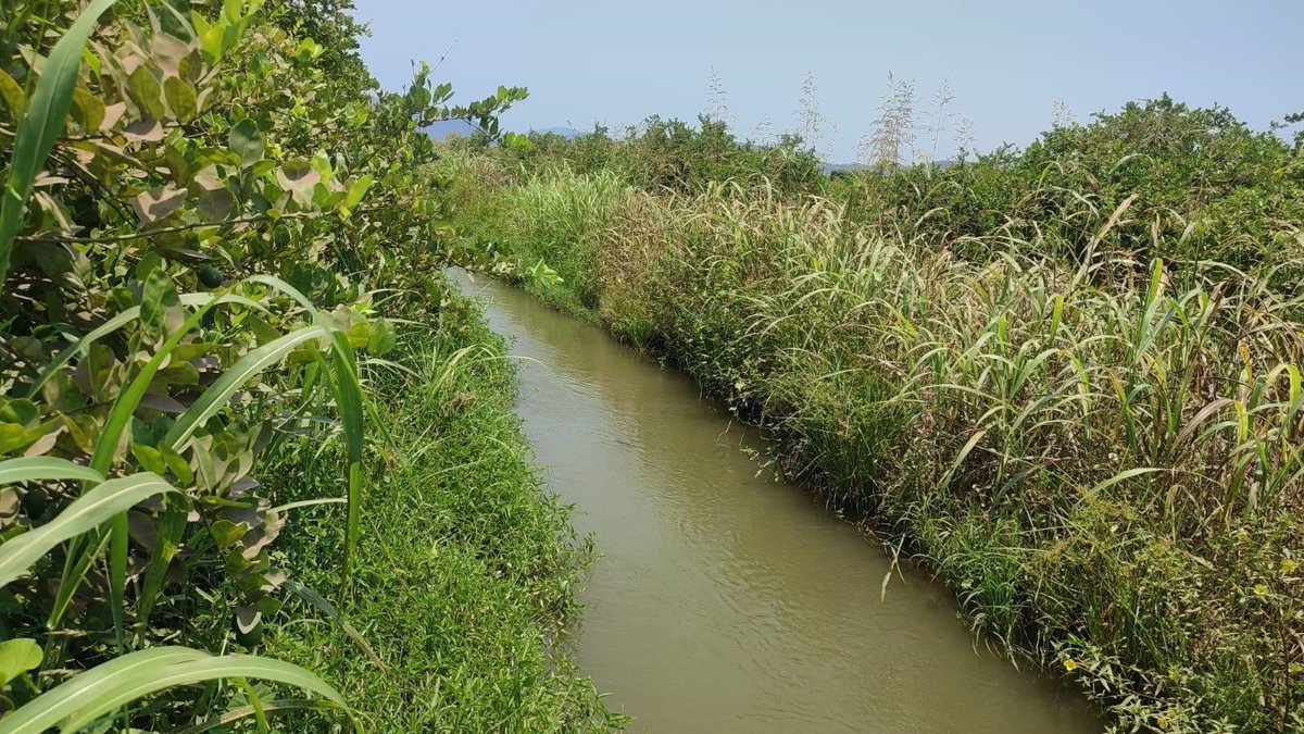 ConaguaDLColima's tweet photo. Con estas supervisiones directas, garantizamos un servicio eficiente, reducimos pérdidas de agua y respaldamos la economía de las familias del campo colimense.

#AccionesConagua #MéxicoSeTecnifica https://t.co/Oi1lJln0YQ