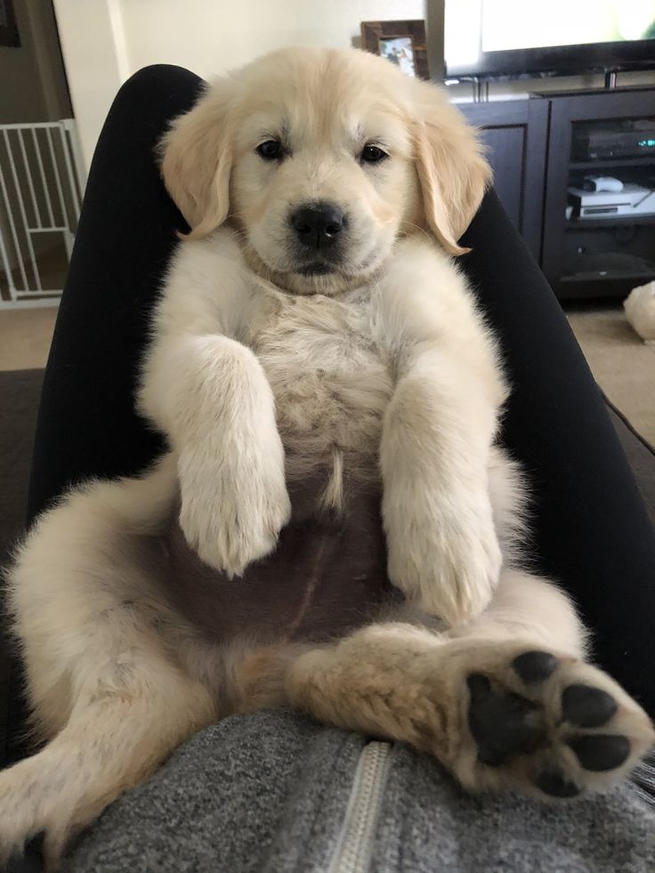 petpopular's tweet photo. https://t.co/CHp78kQ8Pz