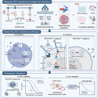 Cancer_Cell's tweet photo. Endocytic evasion confers resistance to antibody-drug conjugates therapy in cancer https://t.co/Qk5RwBaWtK https://t.co/oL3EACngtb