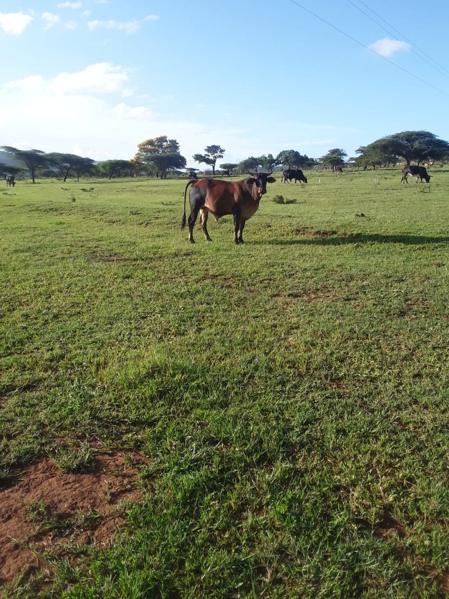 HustlerMode_'s tweet photo. Can You guess how much my buyer payed for this cow?🐄❤️ https://t.co/JqCbZXWep0